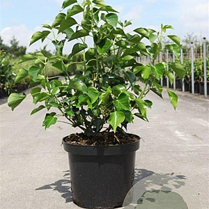 Hedera hel. 'Arborescens' 50-60 cm 10L