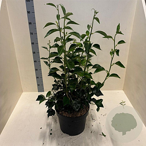 Hedera hel. 'Arborescens' 60-80 cm 10L