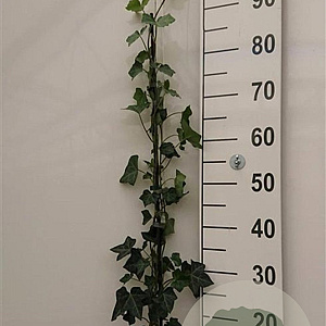 Hedera hibernica 80-100 cm P11 Gestokt