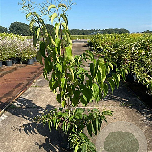 Heptacodium miconioides 60-80 cm 10L