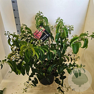 Heptacodium miconioides 60-80 cm 10L