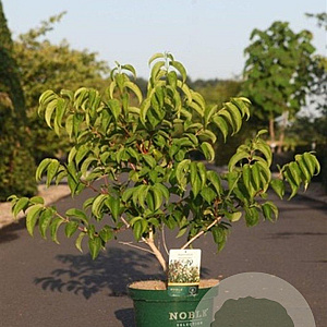 Heptacodium miconioides 80-100 cm 10L