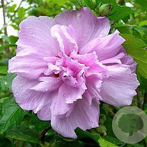Hibiscus syr. 'Ardens' 60-80 cm met kluit