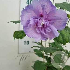 Hibiscus syr. Blue Chiffon 30-40 cm 3,0L