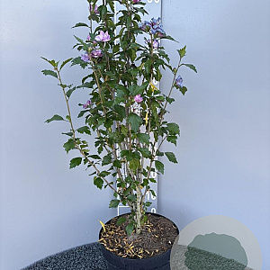 Hibiscus syr. 'Duc de Brabant' 80-100 cm 10L