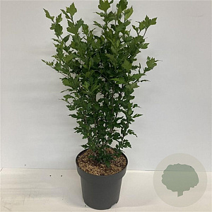 Hibiscus syr. 'Marina' 80-100 cm 12L