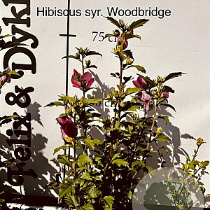 Hibiscus syr. 'Woodbridge' 60-80 cm met kluit