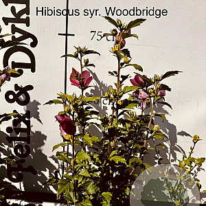Hibiscus syr. 'Woodbridge' 60-80 cm met kluit