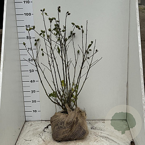 Hibiscus syr. 'Woodbridge' 80-100 cm met kluit