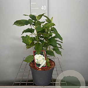 Hydrangea a. 'Annabelle' 30-40 cm 3,0L