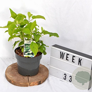 Hydrangea a. 'Annabelle' 30-40 cm 3,0L