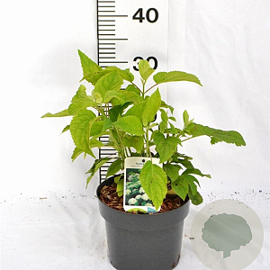 Hydrangea a. 'Annabelle' 30-40 cm 3,0L