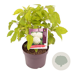 Hydrangea a. 'Annabelle' 30-40 cm 3,0L