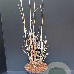 Hydrangea a. 'Annabelle' 60-80 cm 10L