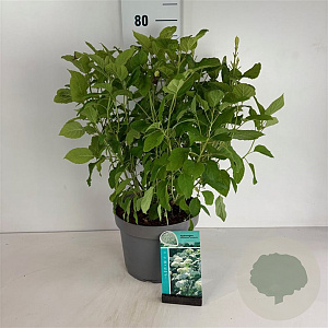 Hydrangea a. 'Annabelle' 60-80 cm 10L