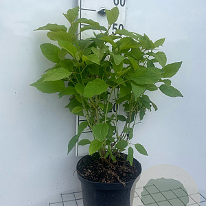 Hydrangea a. 'Annabelle' GM C5