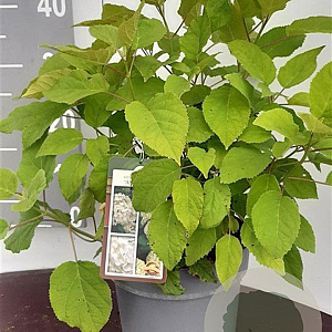 Hydrangea a. 'Annabelle' GM C5