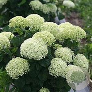 Hydrangea a. Bellaragazza Limetta GM 3,0L leverbaar