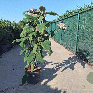 Hydrangea asp. 'Macrophylla' 60-80 cm 10L