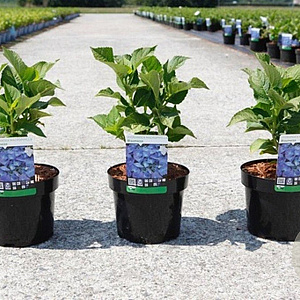 Hydrangea m. 'Blaumeise' 25-30 cm 3,5L