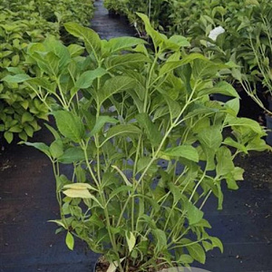 Hydrangea m. 'Bouquet Rose' 60-80 cm 10L