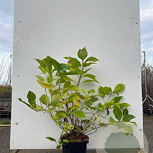 Hydrangea m. 'Bouquet Rose' 60-80 cm 20L