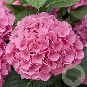 Hydrangea m. 'Schöne Bautznerin' GM 3,0L leverbaar