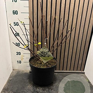 Hydrangea pan. Bobo 40-50 cm 7,5L