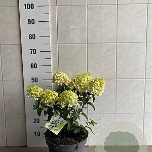 Hydrangea pan. Bobo 40-50 cm 7,5L