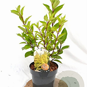 Hydrangea pan. Candlelight 40-50 cm 3,0L