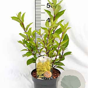 Hydrangea pan. Candlelight 40-50 cm 3,0L