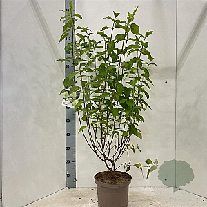 Hydrangea pan. 'Limelight' 30-40 cm 5,0L