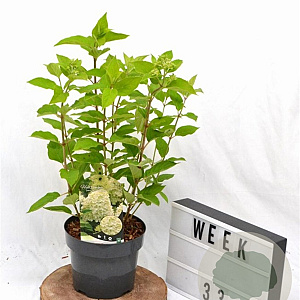 Hydrangea pan. 'Limelight' 40-50 cm 3,0L