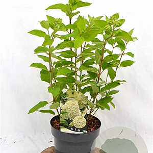 Hydrangea pan. 'Limelight' 40-50 cm 3,0L