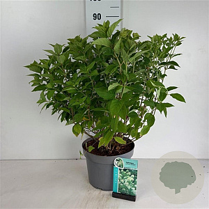 Hydrangea pan. 'Limelight' 60-80 cm 10L