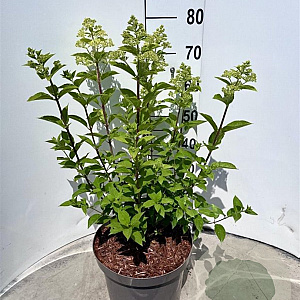 Hydrangea pan. 'Limelight' 60-80 cm 10L