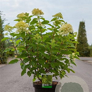 Hydrangea pan. 'Limelight' 60-80 cm 10L