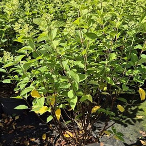 Hydrangea pan. 'Limelight' 60-80 cm 10L