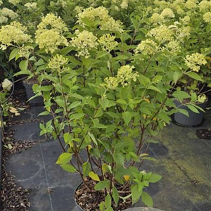 Hydrangea pan. 'Limelight' 60-80 cm 10L