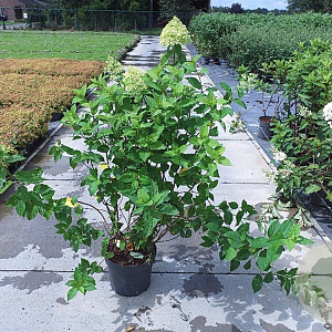 Hydrangea pan. 'Limelight' 60-80 cm 10L
