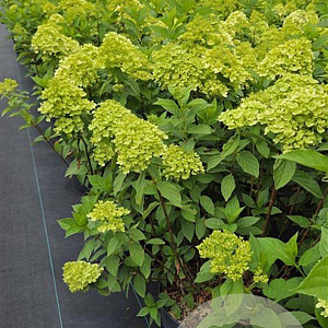 Hydrangea pan. 'Limelight' 60-80 cm 10L