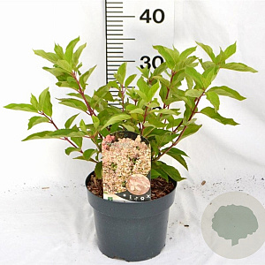 Hydrangea pan. 'Phantom' 40-50 cm 3,0L