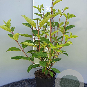 Hydrangea pan. 'Phantom' 40-50 cm 3,0L