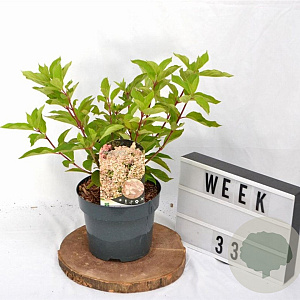 Hydrangea pan. 'Phantom' 40-50 cm 3,0L