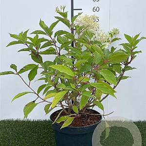 Hydrangea pan. 'Phantom' 40-50 cm 3,0L