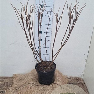 Hydrangea pan. 'Phantom' 60-80 cm 7,5L