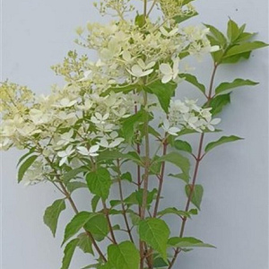 Hydrangea pan. 'Phantom' 60-80 cm 7,5L