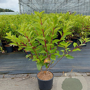 Hydrangea pan. Pinky Winky 60-80 cm 7,5L