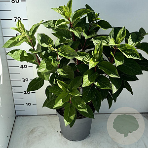 Hydrangea pan. Pinky Winky 60-80 cm 7,5L