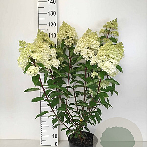 Hydrangea pan. Vanille-Fraise 60-80 cm 7,5L